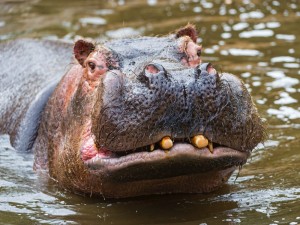 Create meme: Behemoth smiles, the Hippo photo, Hippo