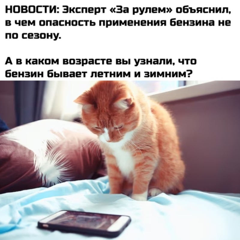 Создать мем: мемы, тонкий юмор, кот