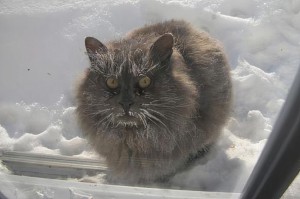 Создать мем: замерзший кот за окном, кот пустите, обледенелый кот
