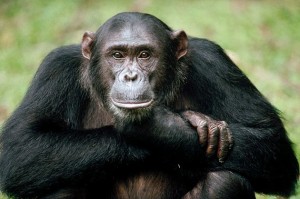 Create meme: monkey, primates, chimpanzee