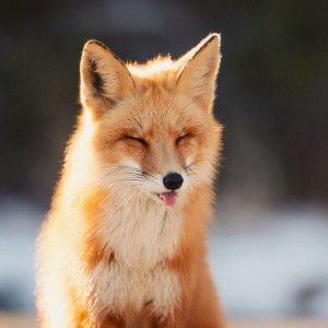 Create meme: foxes, red fox, fox