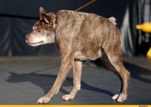 Создать мем: квазимодо порода собаки, самая уродливая собака в мире, страшная порода собак