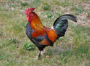 Создать мем: rooster, петух браун, молодой петух