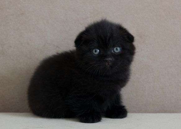 Create meme: the Briton is lop - eared black, black cat lop - eared, black lop-eared kitten