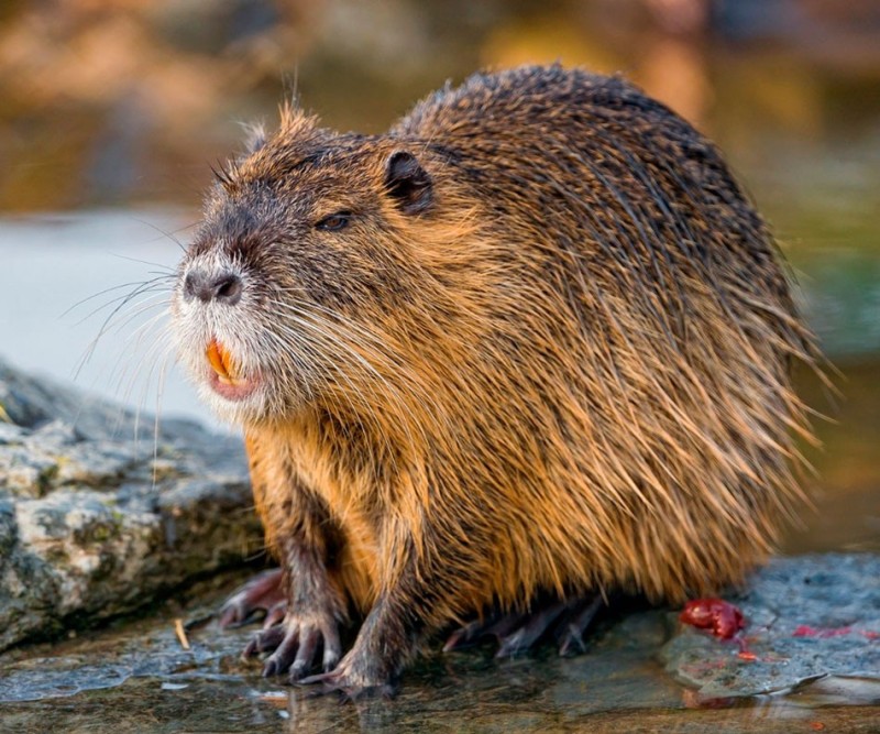 Create meme: nutria, animal nutrition, nutria swamp beaver