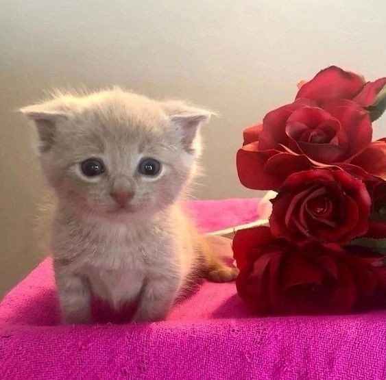 Create meme: little kittens, beautiful kittens , adorable kittens