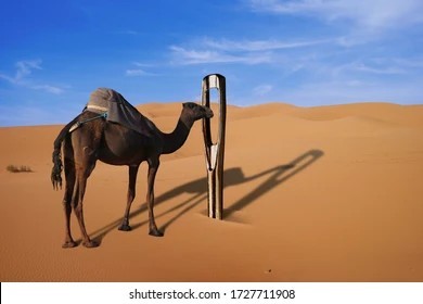 Создать мем: верблюд вертикально, верблюды, сахара пустыня