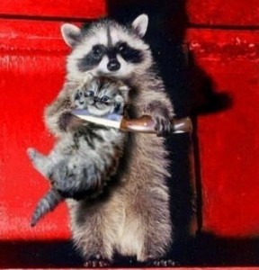 Create meme: funny raccoon, raccoon animal, enotik