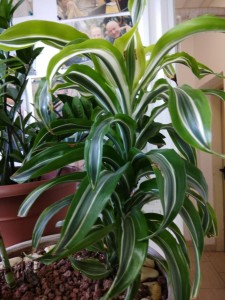 Создать мем: растения, dracaena, хлорофитум