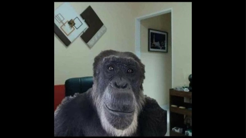 Создать мем: шимпанзе мем, мемы с обезьяной, горилла обезьяна