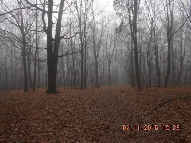 Create meme: late autumn, beech autumn, forest 