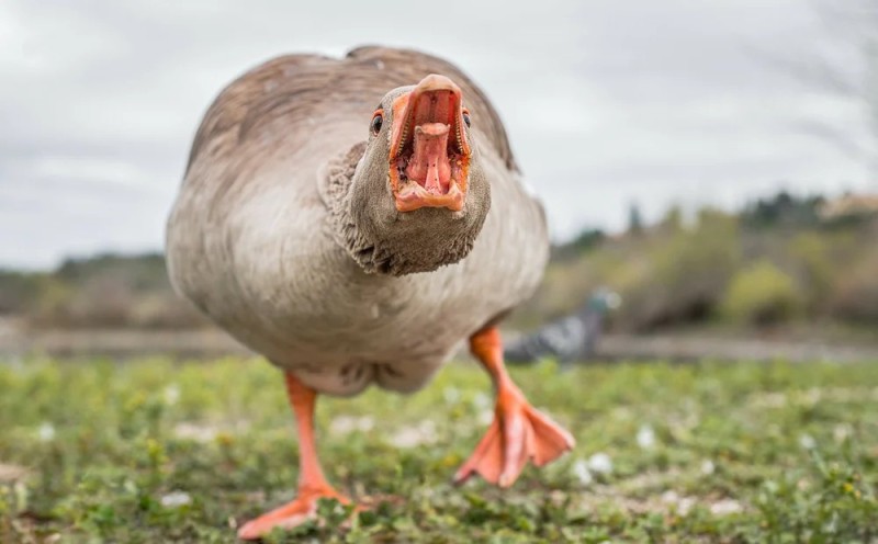 Create meme: the goose is large and grey, goose with teeth, goose 