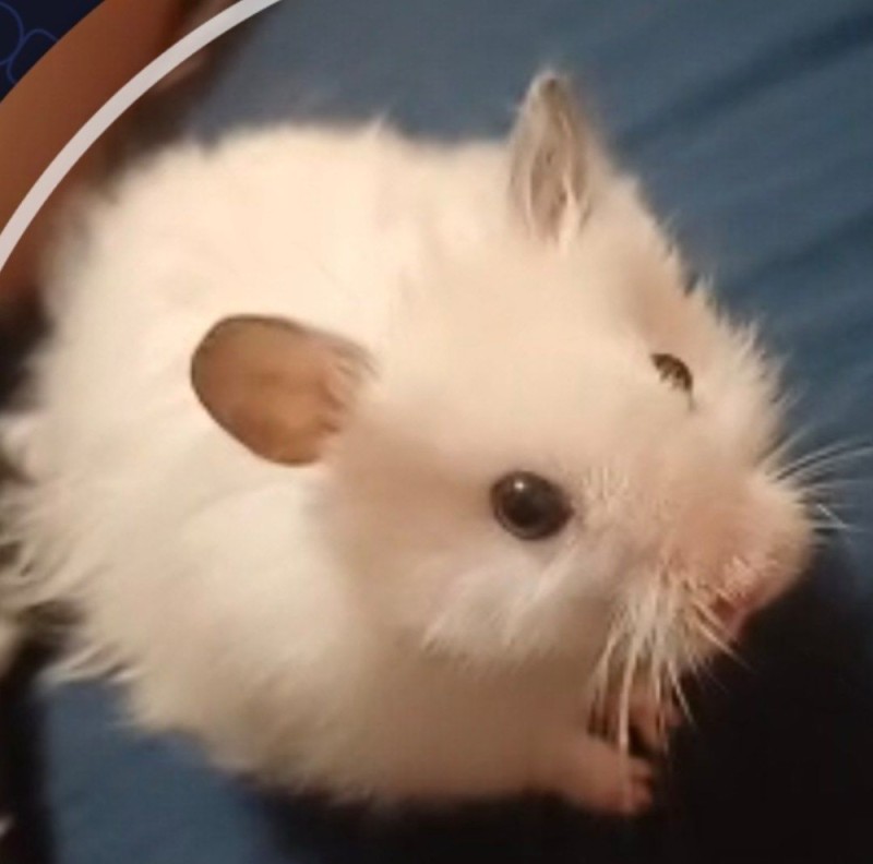 Create meme: syrian white hamster, syrian angora hamster, The Syrian hamster is fluffy