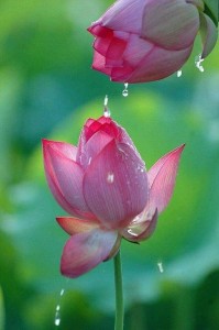 Create meme: lotus flower farm, photostock flowers Lotus, tulips are similar to Lotus