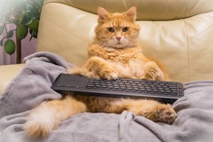 Create meme: the cat at the computer, cat