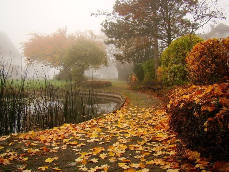 Create meme: rainy autumn, autumn forest pond, autumn fog