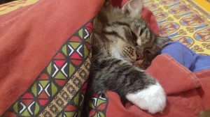 Create meme: cat, cat and mouse sleeping, funny cats