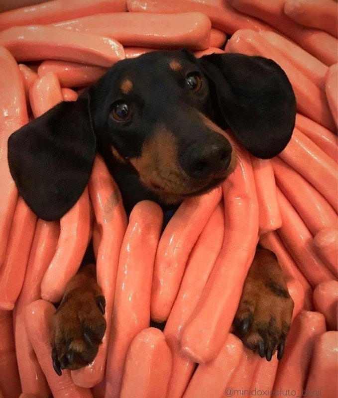 Create meme: dog sausage, dog sausage breed, boiled sausages