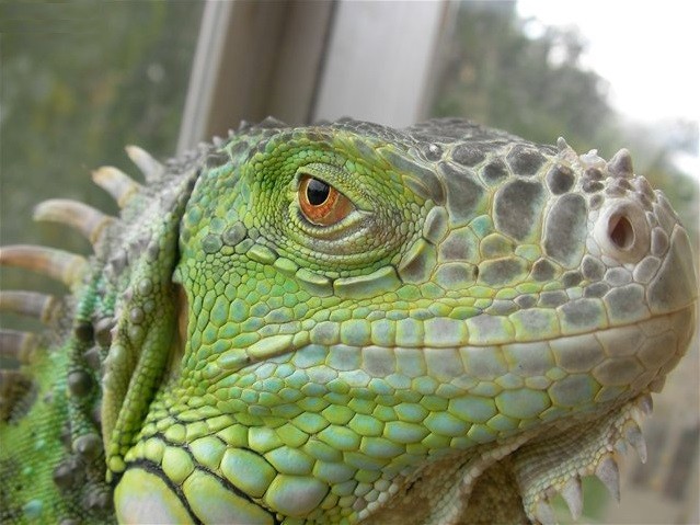 Create meme: The iguana is green, common green iguana, common iguana