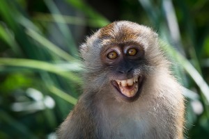 Create meme: funny monkeys, monkey, macaque the crab