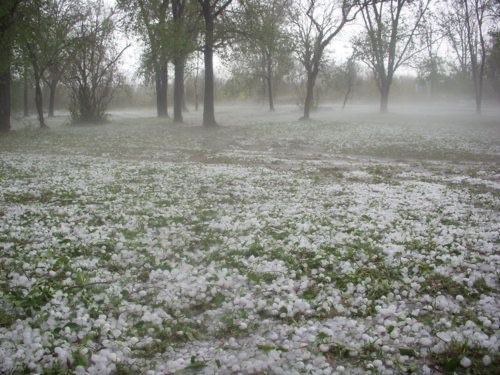 Create meme: hail in the spring, plant , hail precipitation