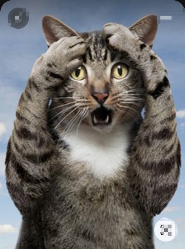 Create meme: awesome cat, cat in shock, cat in shock
