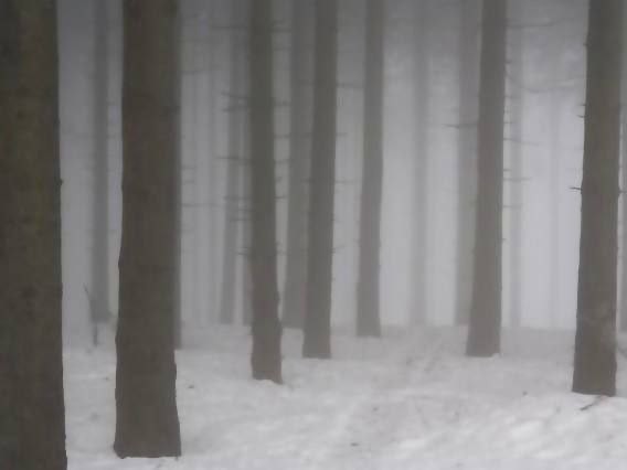 Create meme: forest misty, gloomy winter forest, dark snowy forest