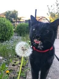 Create meme: The cat and the dandelion meme, the cat the vampire monk, a cat with a dandelion in its mouth