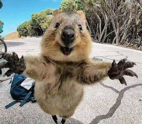 Create meme: kangaroo quokka, Quokka in, australian animal quokka