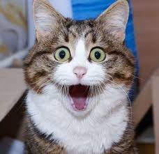 Create meme: cute cats funny, surprised cat, the surprised cat