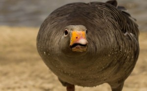 Create meme: duck and goose, goose