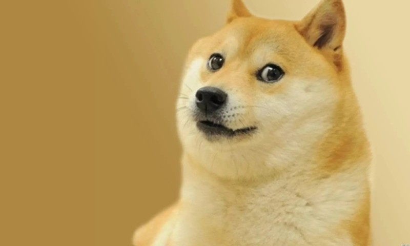 Create meme: doge , shiba inu , Shiba inu doggie