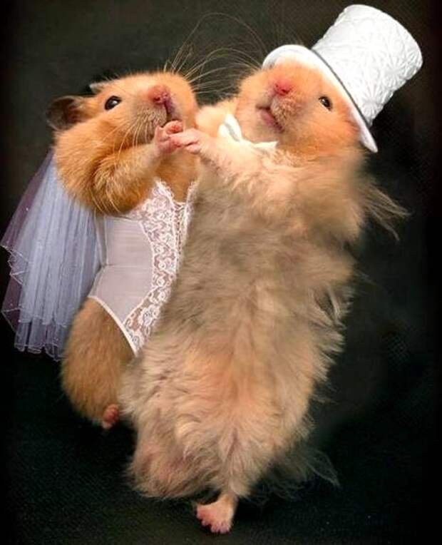 Create meme: hamster , hamsters love, funny hamster