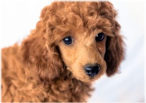 Create meme: miniature poodle, mini poodle red, poodle curly