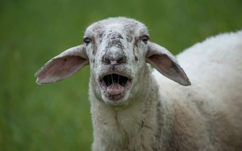 Create meme: sheep sheep, white sheep, sheep goat