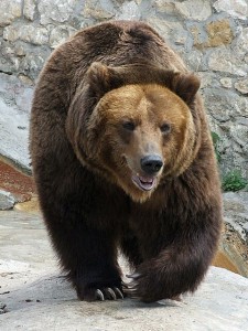 Create meme: big brown bear, brown bear