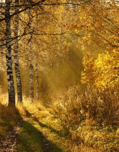 Создать мем: луч солнца золотого фото, autumn, осенний лес