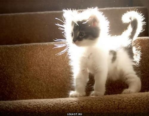 Create meme: the kitten glows with happiness, A kitten in the sunlight, A kitten in the sun