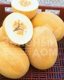 Create meme: melon seeds, melon variety, Melon summit f1