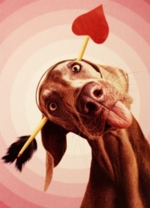 Create meme: funny dog show language for avatars, surprised dog, dog funny