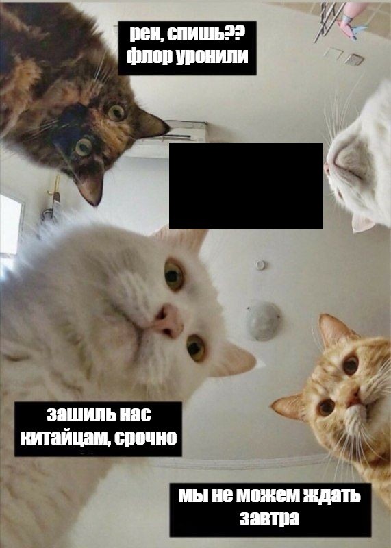 Create meme: natasha's cats memes, memes about natasha and cats, cat 