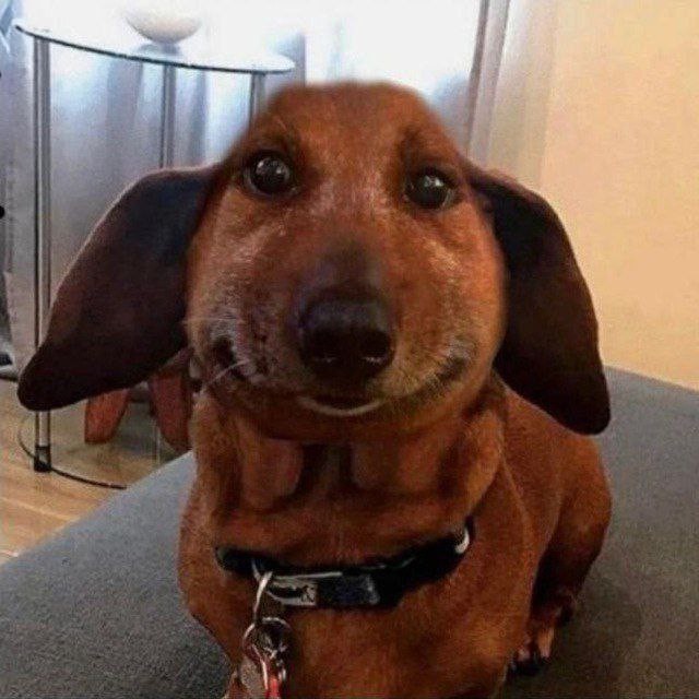 Create meme: dachshund 's muzzle, Dachshund , the dachshund meme