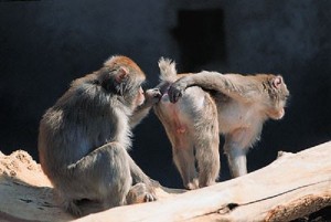 Create meme: mating monkeys, intercourse monkeys, macaques
