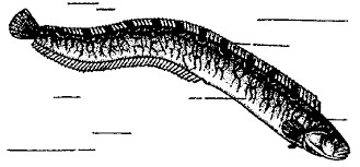 Create meme: ordinary maslyuk, butterfish, lamprey river