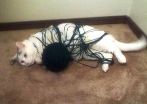 Create meme: cat, cat confused, the cat is tangled in the thread