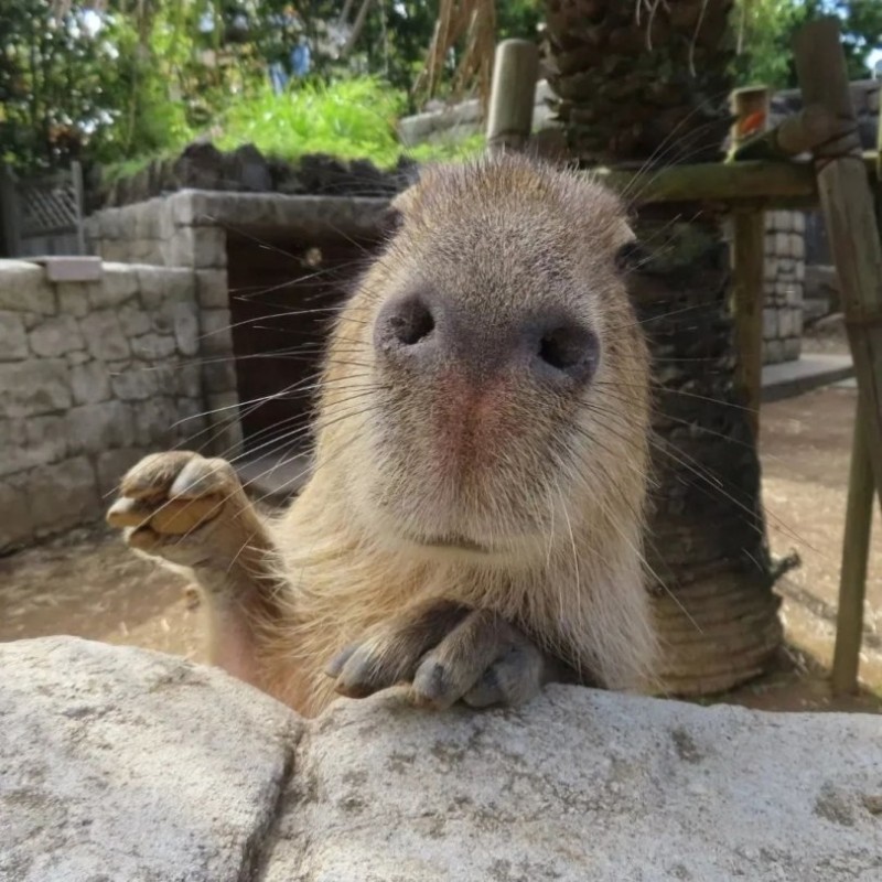 Create meme: capybara is funny, the capybara is large, capybara capybara