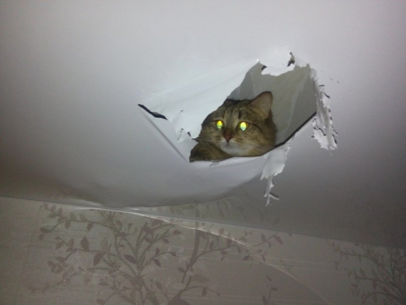 Create meme: the cat tore the stretch ceiling, the cat and the suspended ceiling, torn stretch ceiling