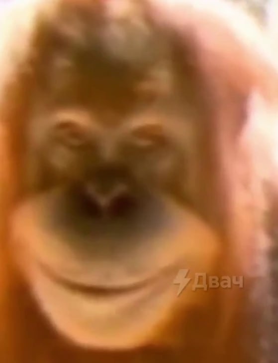 Создать мем: орангутанг улыбается, мем горилла, обезьяна орангутанг