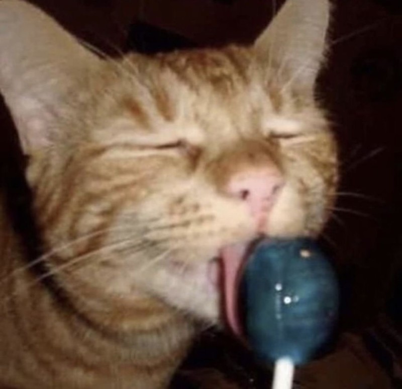 Create meme: cat with sweets, chupa chups cat, cats are funny