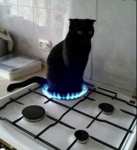 Создать мем: кошки, кот на газовой плите, кот смешной